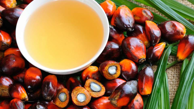 Aggodalmak a pálmaolajjal kapcsolatban