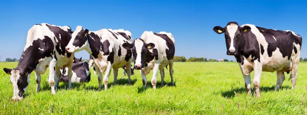 Mi a Colostrum? Honnan származik?